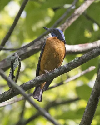 File:Chestnut-bellied Rock-Thrush (Monticola rufiventris) (19198404231).jpg