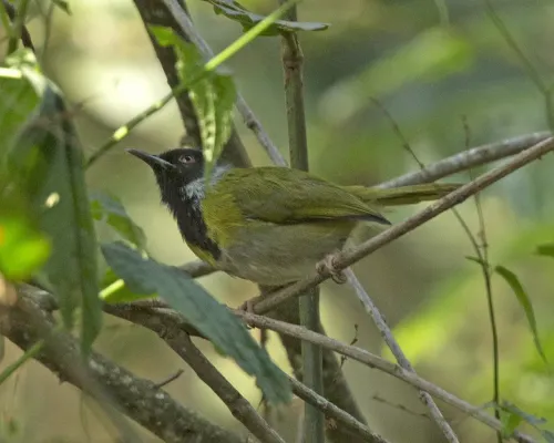 File:Black-faced Apalis (Apalis personata) (18264115910).jpg