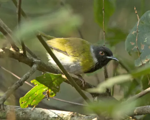 File:Black-faced Apalis (Apalis personata) (18265650889).jpg