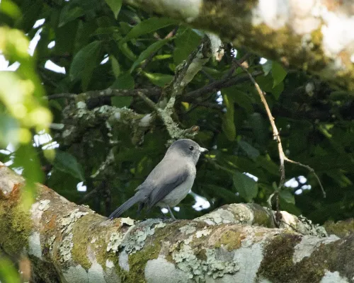File:Fraseria griseigularis (Grey-throated Tit-flycatcher). (18453610081).jpg