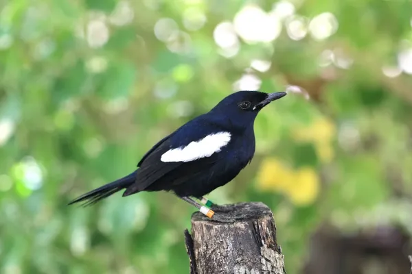 File:Copsychus sechellarum -Seychelles-8.jpg