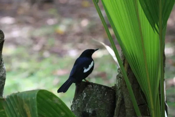 File:Copsychus sechellarum -Seychelles-8 (1).jpg