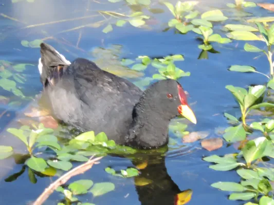 File:Gallareta Escudete Rojo (7) ( Fulica rufifrons).jpg