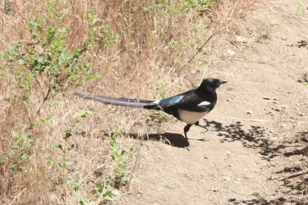 File:Black-billed magpie (Pica hudsonia) Smith Rock State Park 3.jpg