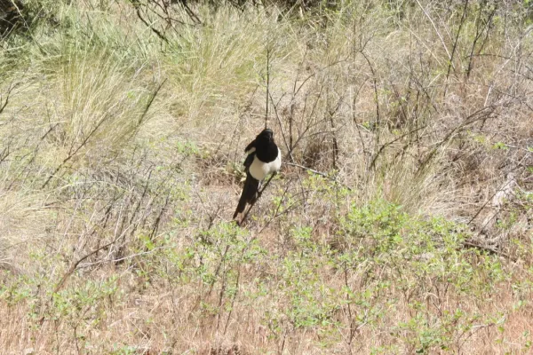 File:Black-billed magpie (Pica hudsonia) Smith Rock State Park 1.jpg