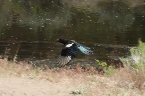 File:Black-billed magpie (Pica hudsonia) Smith Rock State Park 4.jpg