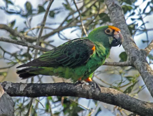 File:Poicephalus gulielmi -Birds of Eden, South Africa-8a.jpg