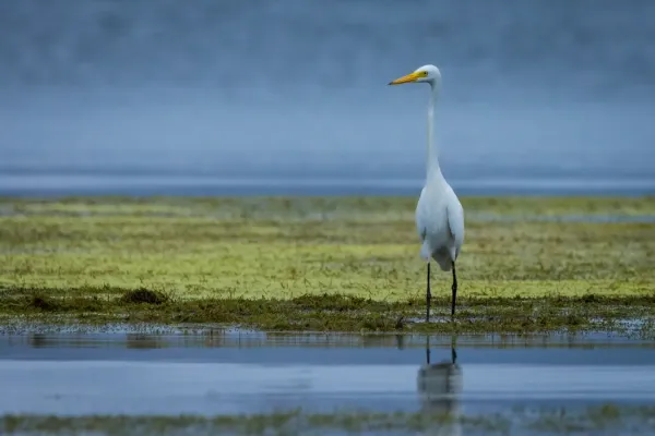 File:An Intermediate Egret (Ardea intermedia).jpg