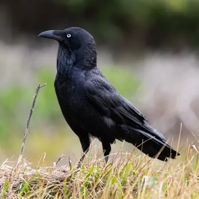 File:Australian raven (Corvus coronoides), Cape Baily, Kamay Botany Bay NSW Jun 2022.jpg