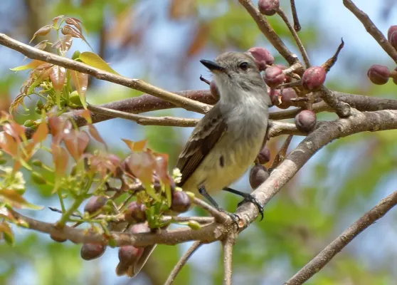 File:Myiarchus oberi in Martinique.jpg