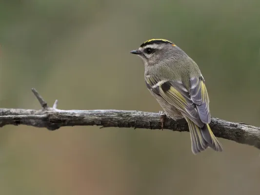 File:Regulus satrapa -Canada-8a.jpg