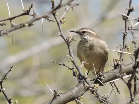 File:Remolinera Comun (Cinclodes fuscus).jpg