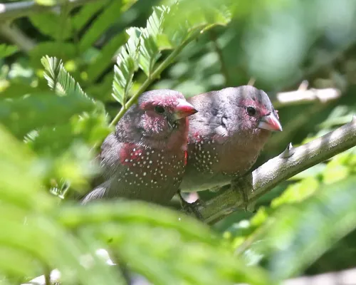 File:Red-billed Firefinch (Lagonosticta senegala).jpg