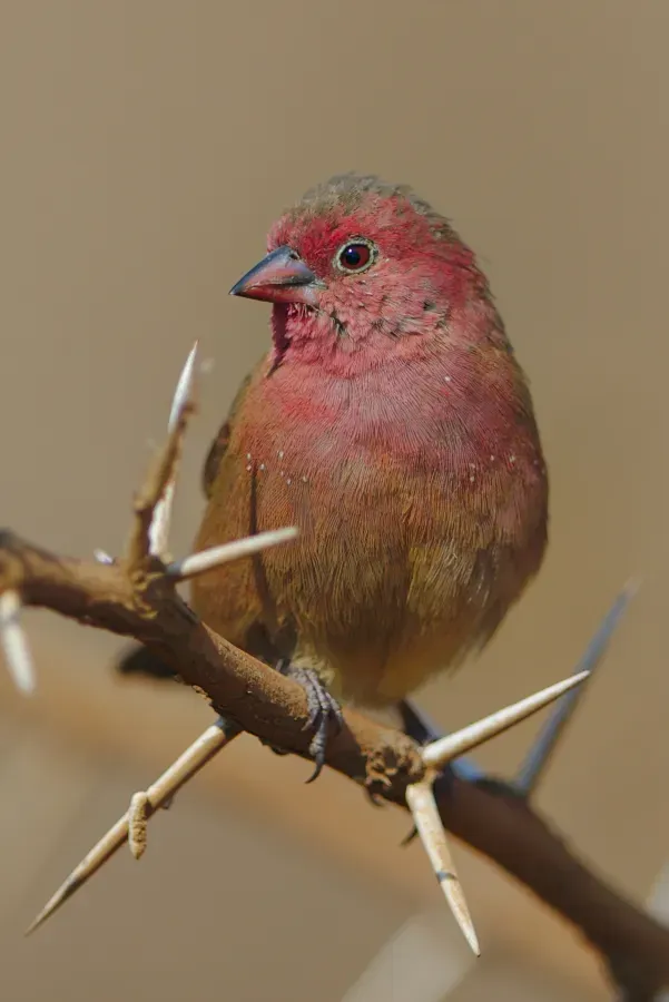 File:Red-billed firefinch, Lagonosticta senegala, male, at Pilanesberg National Park, Northwest Province, South Africa. - 49341181817.jpg