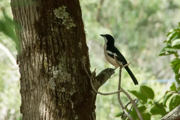 File:Ethiopian Boubou (Laniarius aethiopicus), Enticho, Ethiopia 1.jpg
