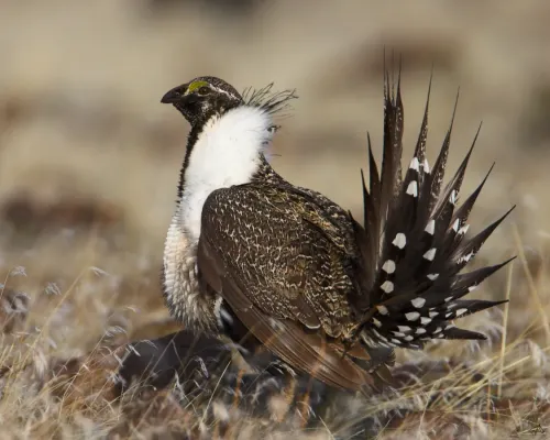File:Centrocercus urophasianus -USA -male-8.jpg