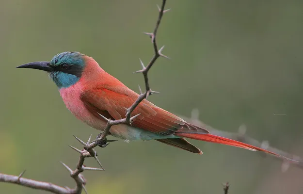 File:Merops nubicus -near Watamu, Kenya-8.jpg