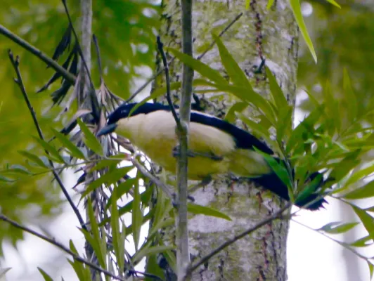 File:Laniarius major major, Lac Ruhondo, Rwanda 1.jpg
