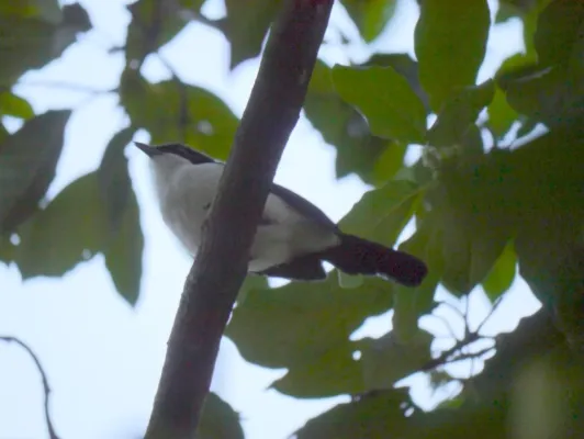 File:Laniarius major major, Musanze, Rwanda 1.jpg