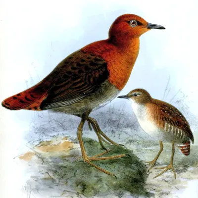 File:Sarothrura watersi.jpg