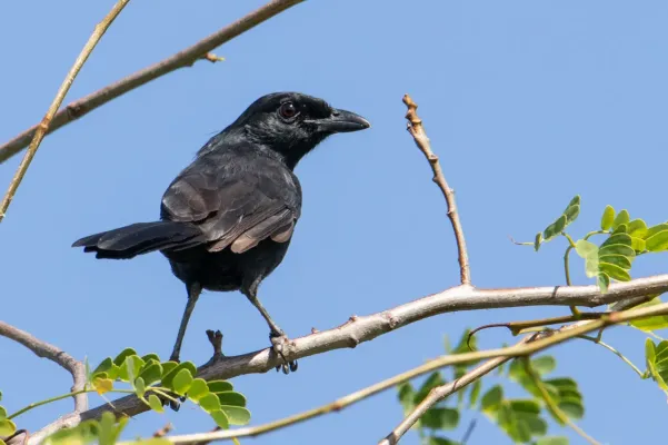 File:Manda Boubou - Laniarius nigerrimus, Manda Island210624-2 (51318128920).jpg