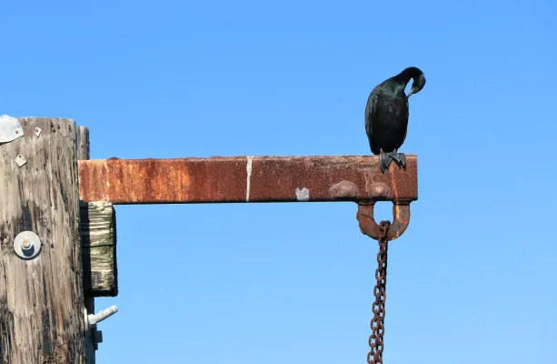 File:Pelagic Cormorant Urile pelagicus.jpg