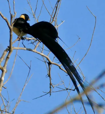 File:Long-tailed Paradise Whydah (Vidua paradisaea) male ... (52206269409).jpg