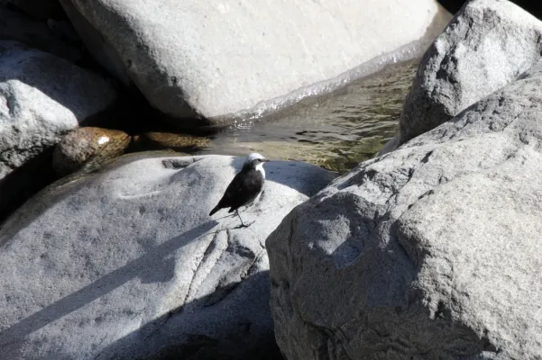 File:White-capped Dipper (Cinclus leucocephalus).jpg