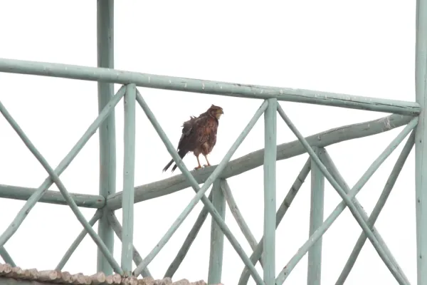 File:Cinereous Harrier (Circus cinereus).jpg
