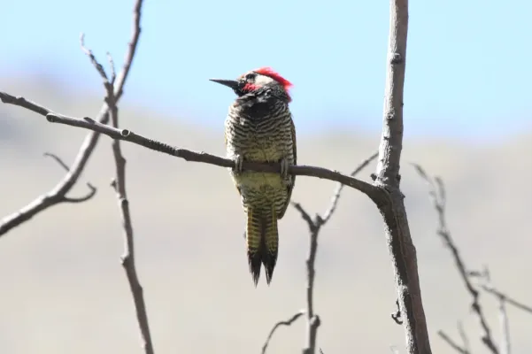 File:Black-necked Woodpecker (Colaptes atricollis).jpg
