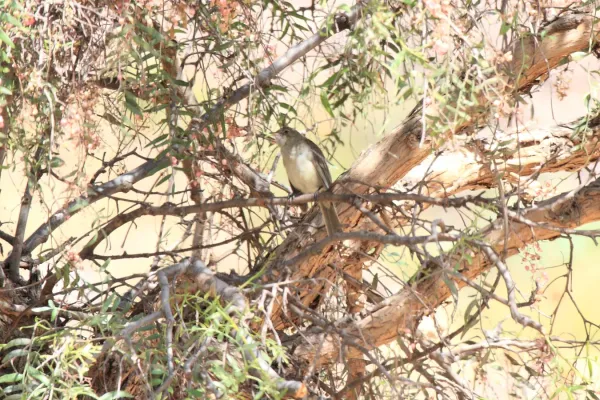 File:Highland Elaenia (Elaenia obscura).jpg