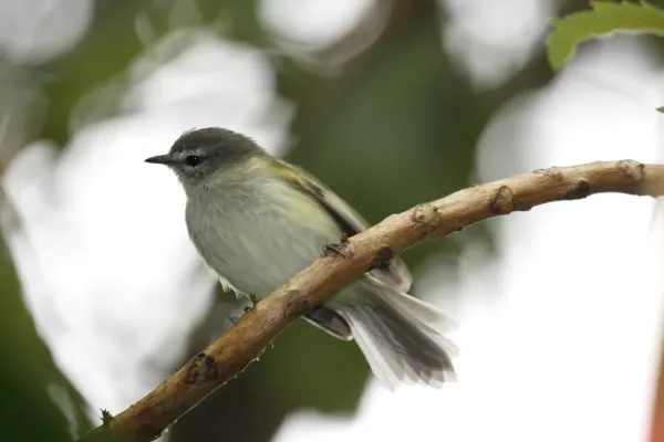 File:Sclater's Tyrannulet (Phyllomyias sclateri).jpg