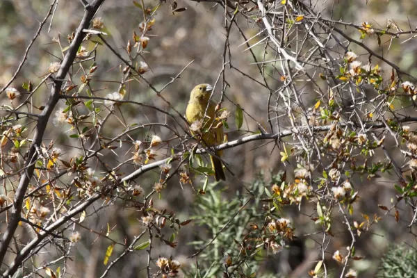 File:Greenish Yellow-Finch (Sicalis olivascens).jpg