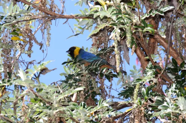 File:Golden-collared Tanager (Iridosornis jelskii).jpg