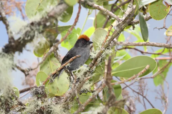 File:Cusco Brush-Finch (Atlapetes canigenis).jpg