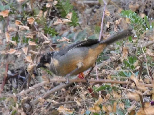 File:Rusty-bellied Brush-Finch (Atlapetes nationi).jpg
