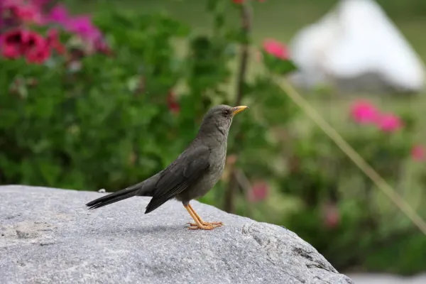 File:Chiguanco Thrush (Turdus chiguanco).jpg