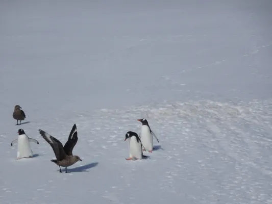 File:Eselspinguine (Pygoscelis papua) und Skua-Raubmöwen (Stercorarius antarcticus).jpg