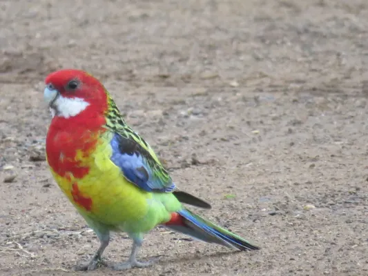 File:Eastern rosellas (Platycercus eximius) at Toogong, NSW, July 2022 03.jpg