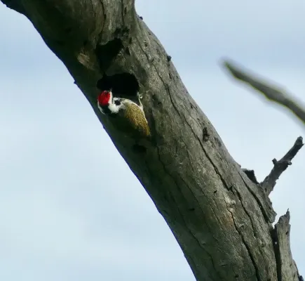 File:Bearded Woodpecker (Chloropicus namaquus) male ... (52001848689).jpg