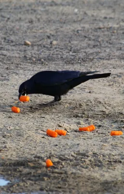 File:Corvus imparatus 160874731.jpg