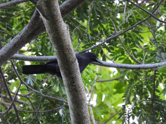 File:Corvus jamaicensis 177285653.jpg