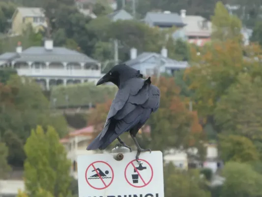 File:Corvus tasmanicus 34350682.jpg