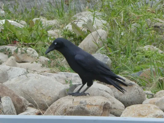 File:Corvus tasmanicus 34350748.jpg