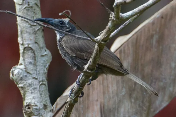 File:Melitograis gilolensis 107893141.jpg
