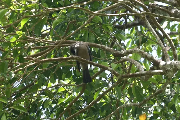 File:Philemon diemenensis 113694388.jpg