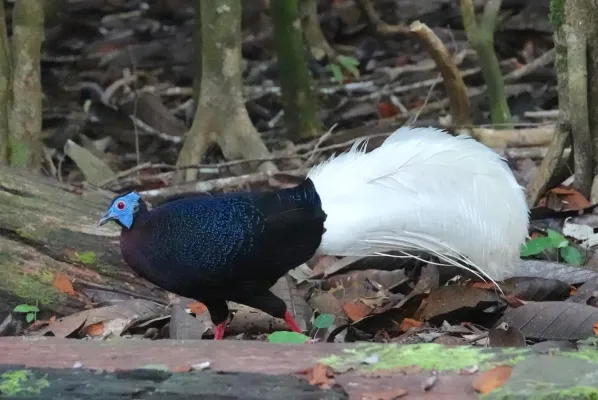 File:Bulwer's Pheasant (Lophura bulweri), Sabah, Malaysia 1.jpg
