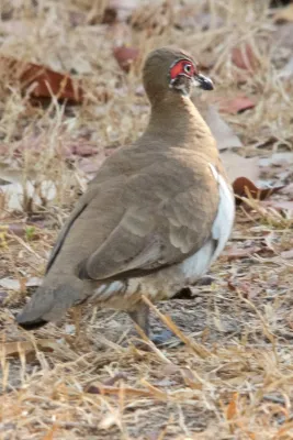 File:Geophaps smithii smithii, Yellow Waters, Kakadu National Park, Australia DSC 6126.jpg