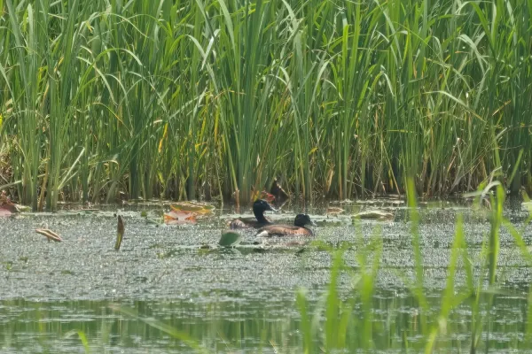 File:Aythya baeri pair.jpg
