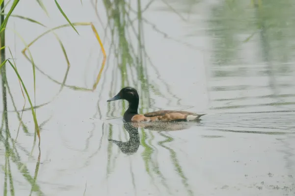 File:Aythya baeri female.jpg